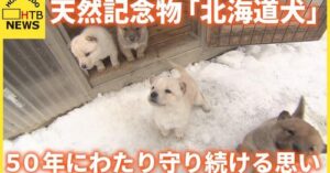 北海道犬の仔犬たち